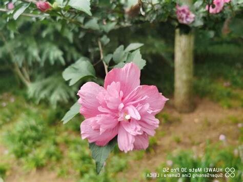 木槿 花期